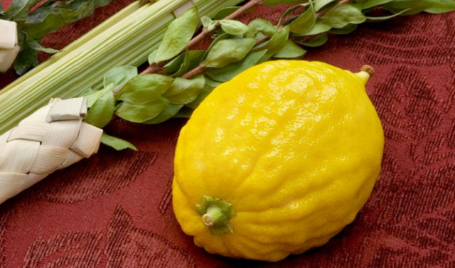 Un etrog del Paraíso