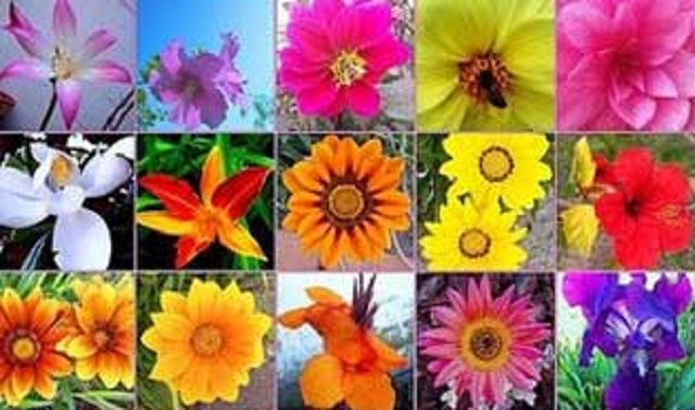 “El debate de las flores”, un romance sefardí para Tu biShvat