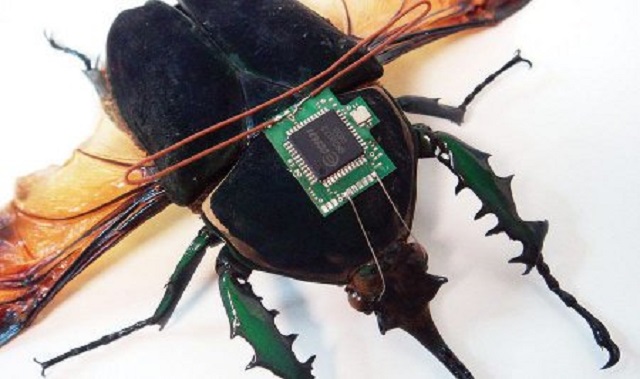 Insectos espía y otras fábulas de los medios españoles