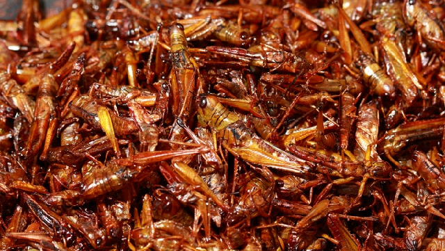 Saltamontes: la comida del futuro, con Yael Macías