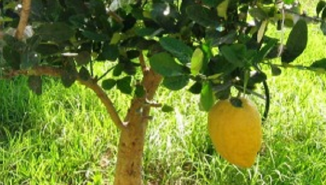 Etrog me-Eretz Israel; meét Rajamím Melamed-Cohen