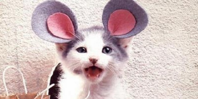 La oreja equilibrada (alef – zain –  nun)