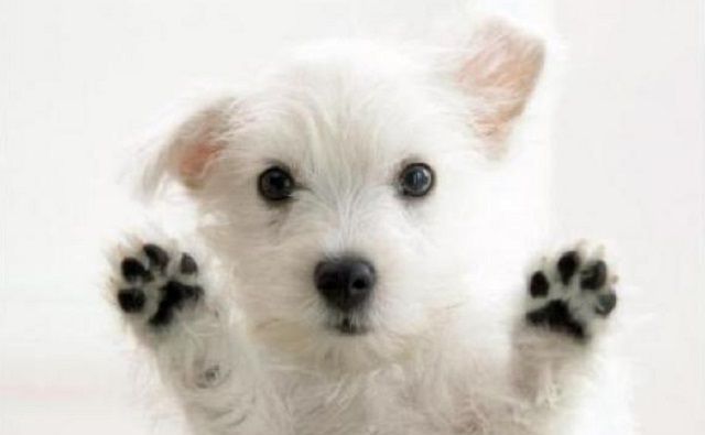 Te lo pido por favor (bet – kuf – shin)