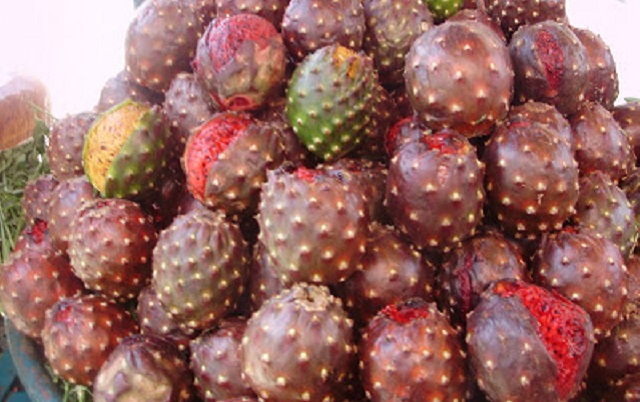 Cactus acumulados en el público (tzadik – bet – reish)