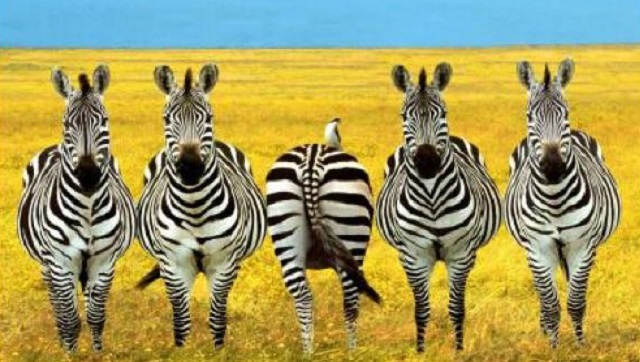 Incluir las generalizaciones (kaf – lamed – lamed)