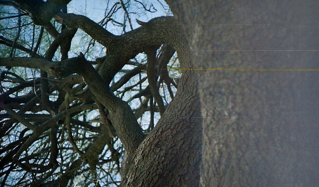El origen de los apellidos Barros, Sevilla, Alegría (Alegre) y Pintor