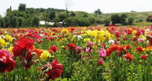 Pésaj, en hebreo moderno