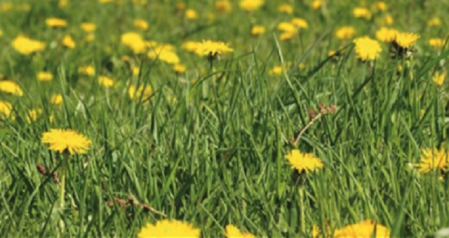 Las plantas en la Biblia (6ª parte): cardos y granos