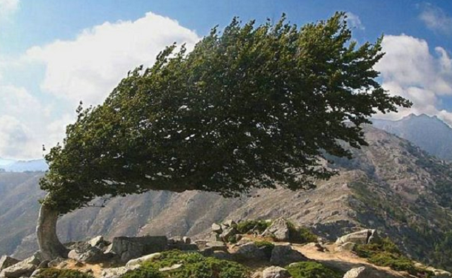 La respuesta sopla en la Sucá