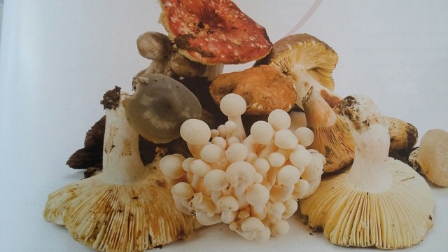 Terfas dulces, de lo más sefardí