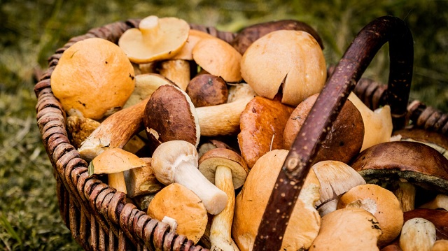 Acercándonos a Hannukah: Rahola de setas y espinacas guisadas