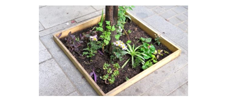 Squatting in Tree Pits (aka Guerrilla Gardening), with Sara Casado