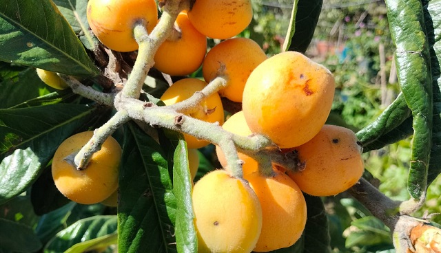 Una primavera muy dulce en la cocina de Pinjas Benabraham
