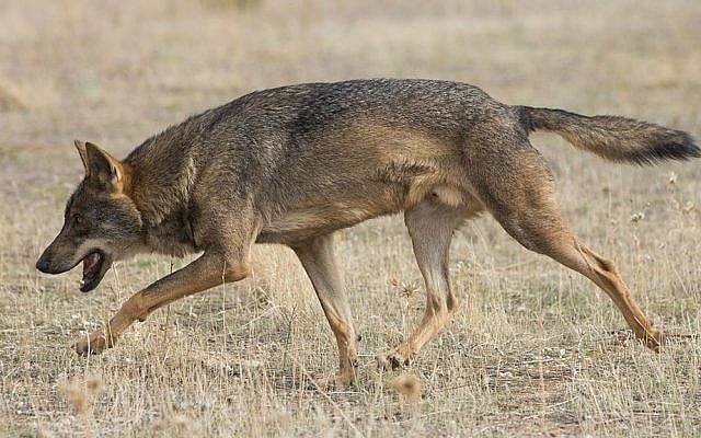 La fuerza de las letras hebreas (VIII): Zeev